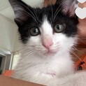ハチワレ・人なつっこいポナくん