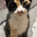 三毛猫女の子右手右足キジトラ柄が珍しい