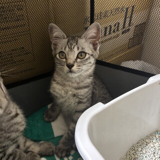 サバトラ　とてもおとなしい慎重派な女の子