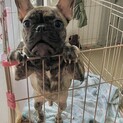 甘えん坊のフレブレ
