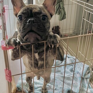 甘えん坊のフレブレ