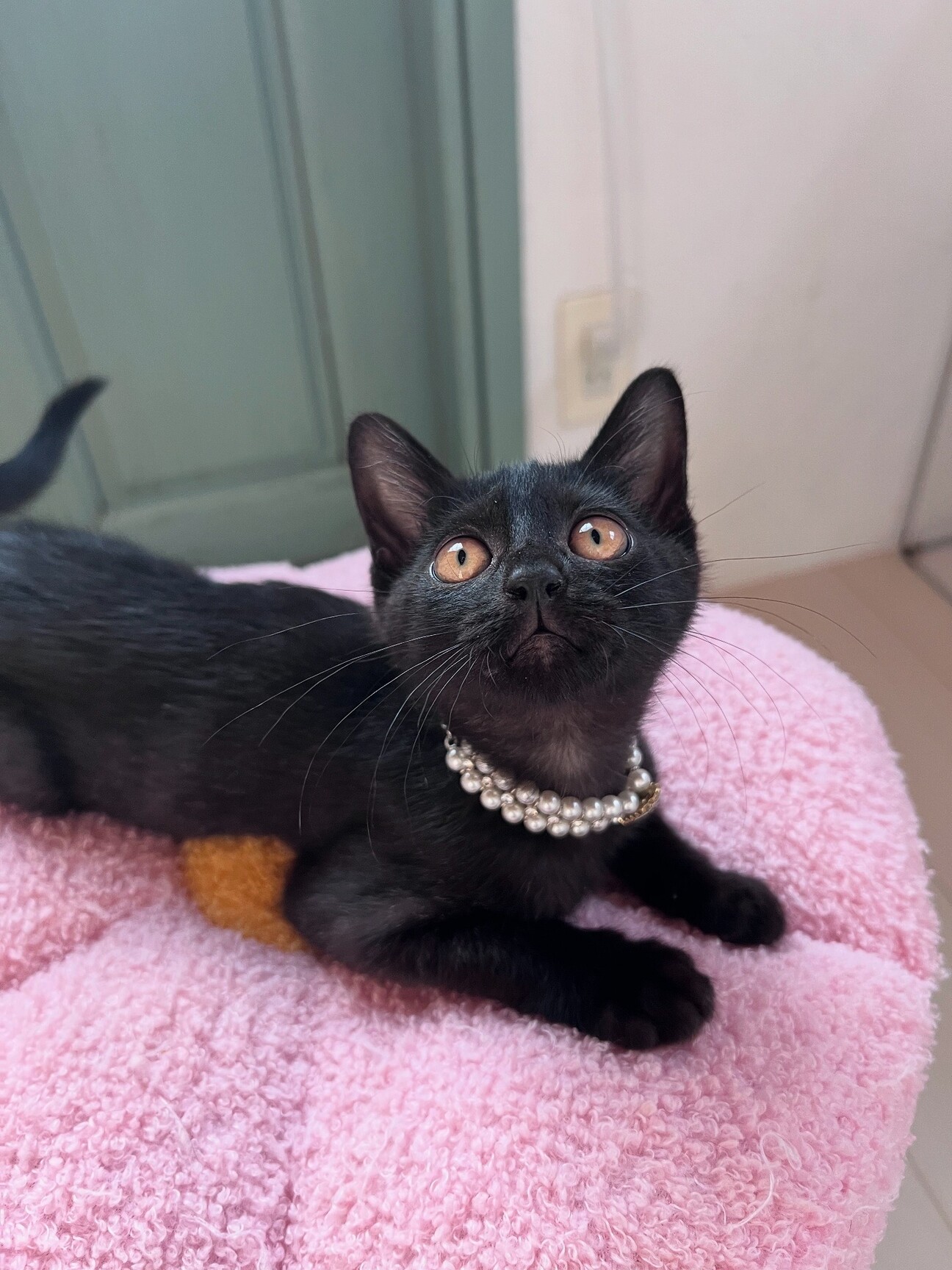 くろいねこ様オーダー専用ページ 猫ちゃんオーダー専用です♪ - メルカリ