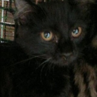 黒猫 少し長毛男の子 4ヶ月