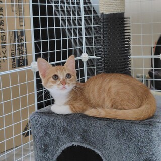 茶白子猫　男の子　茶太郎