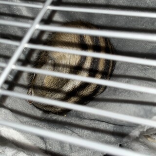 元気なシマリスくん！