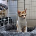 茶白子猫　男の子　チャミラ