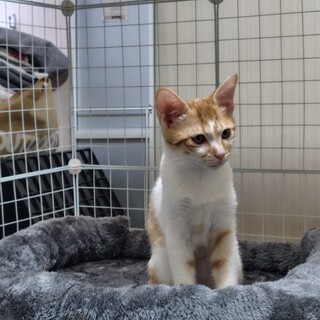 茶白子猫　男の子　チャミラ