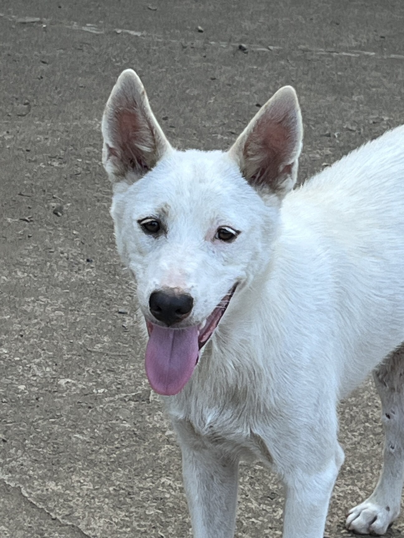 とても珍しい　仔犬の伊万里 友人がとんでもなくかわいい仔犬と暮らし始めた。 原稿を書く