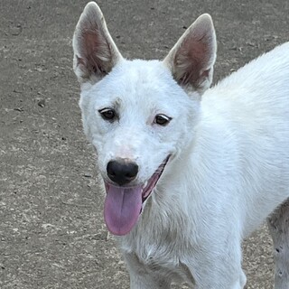 真っ白な仔犬のしろっぴー