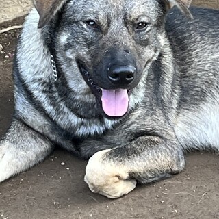 秋葉犬のごま