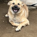秋葉犬のポッキー