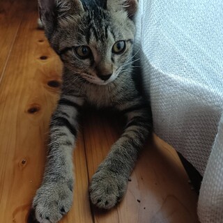 （お話中）人馴れ抜群！甘えんぼ子猫♡超お利口さん