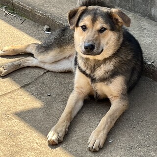 秋葉犬のまろっぴー