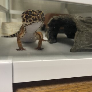 ヒョウモントカゲモドキ　タンジェリン