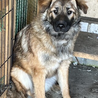 秋葉犬のもこちゃん