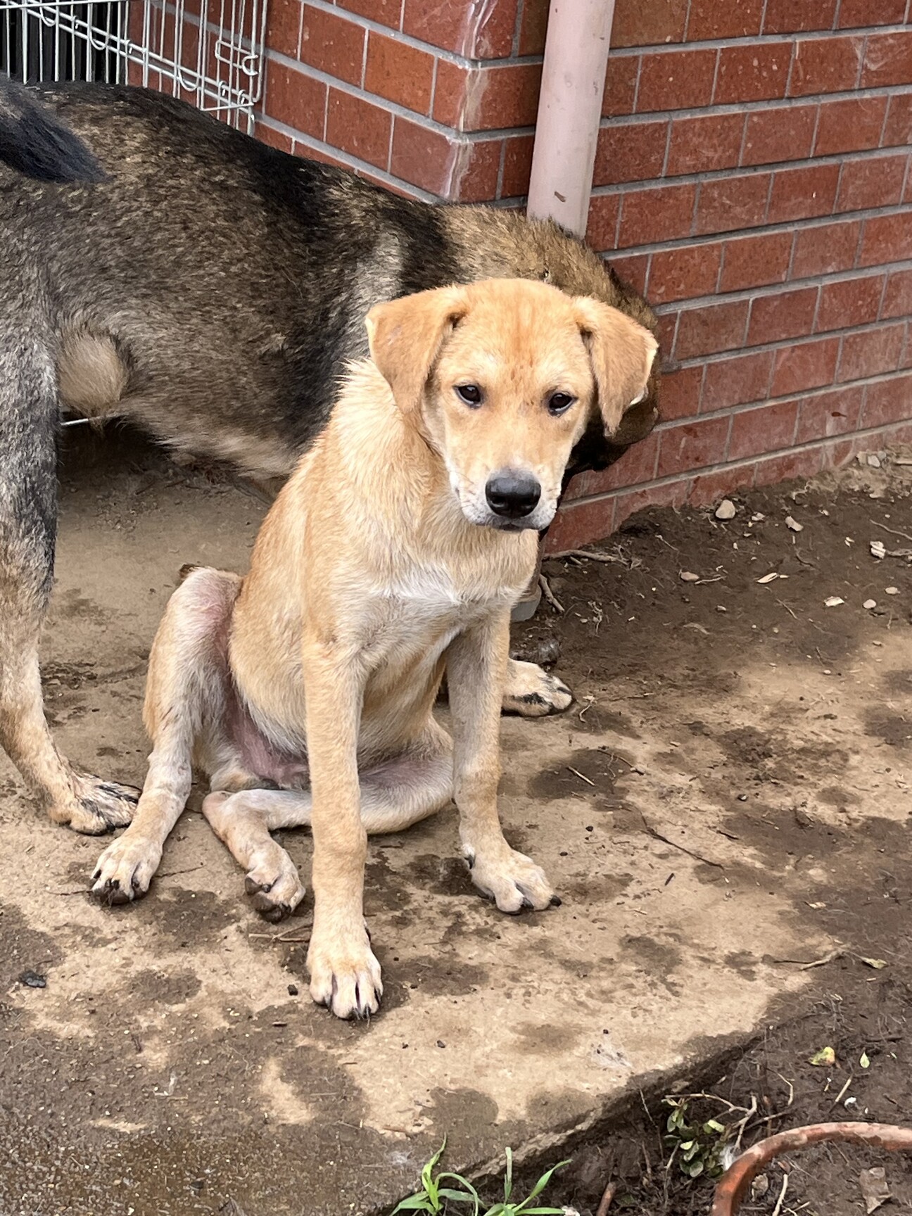 とても珍しい　仔犬の伊万里 とても珍しい 仔犬の伊万里