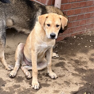 野犬の仔犬うどんちゃん