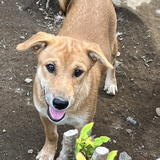保護犬そば君