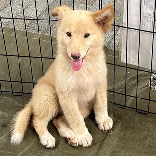 秋葉犬のプリンちゃん