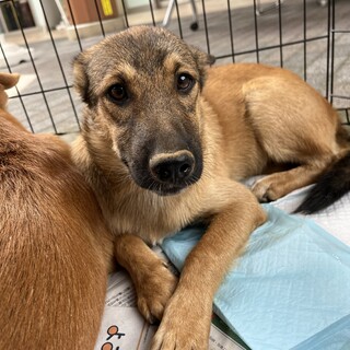 秋葉犬のメガネ君