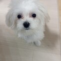 募集します。