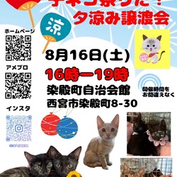 もふもふ西宮　子ネコ祭り☆夕涼み譲渡会