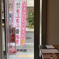 もふもふ西宮　子ネコ祭り☆夕涼み譲渡会 サムネイル3