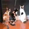 テツジさんとサチ