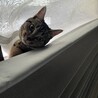 もふもふもふもふもふ