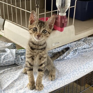 甘えん坊な構ってちゃんのシン君