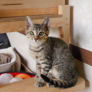 優しい穏やかな性格の女の子トキちゃん