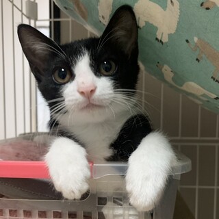 ゴロゴロのハチワレガールくつしたちゃん