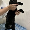 たぬ山　大人しい　多頭飼育レスキュー サムネイル3