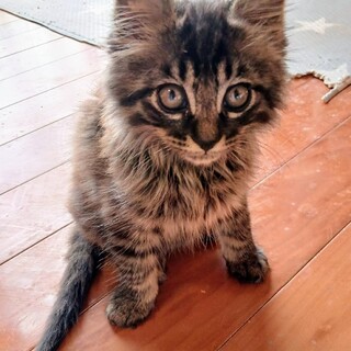 ふわふわ、キジトラ長毛の甘えん坊 モク君♥️
