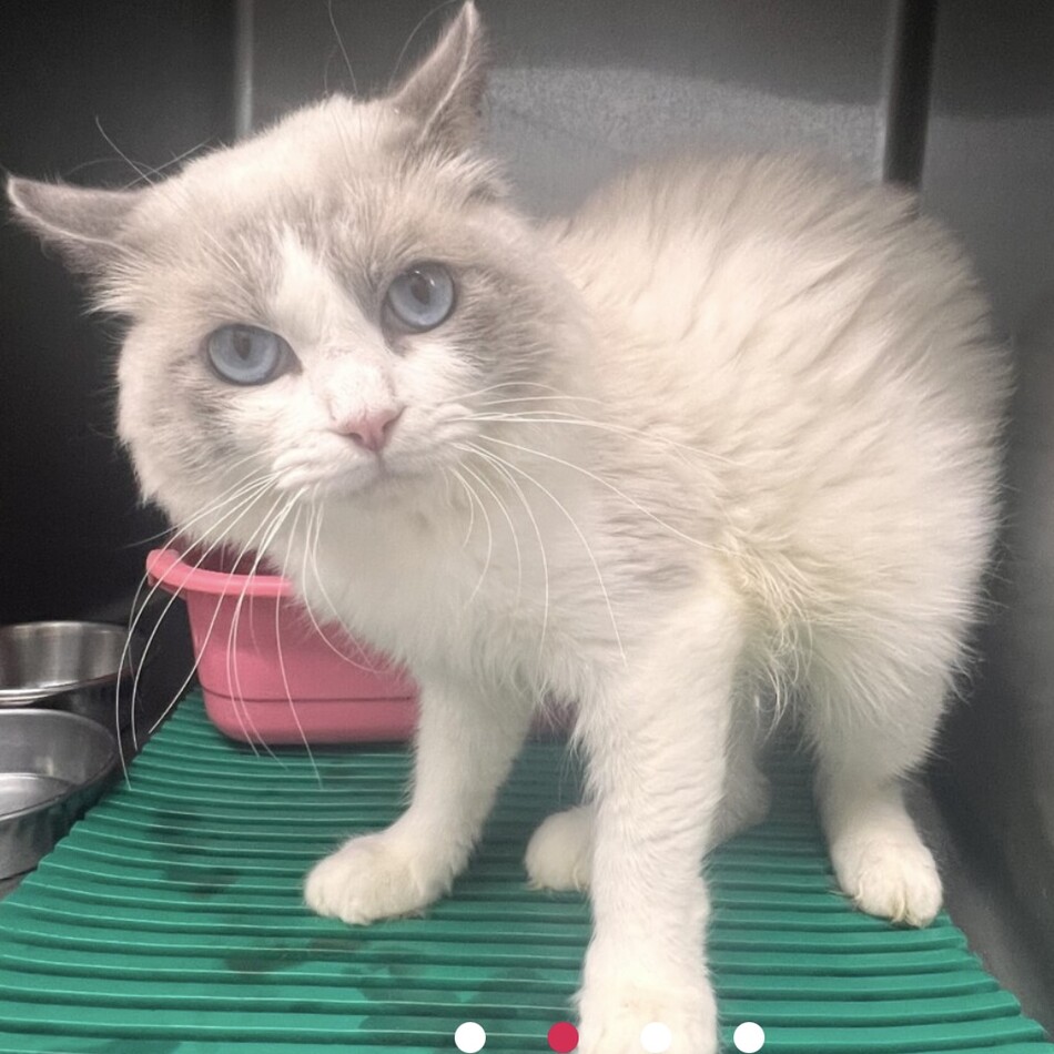 toffeeのカバー写真