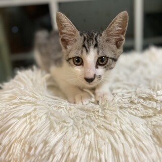 サバ白美猫男子そらクン★生後２ヶ月の4兄妹