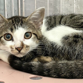 キジシロ猫兄妹3ヵ月♀むにょ