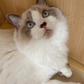 ラグドール子猫の里親募集