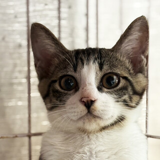 キジシロ猫兄妹3ヵ月♂あまた