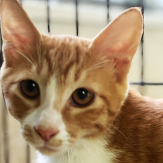 茶白猫兄妹3ヵ月♂ちょろぎ