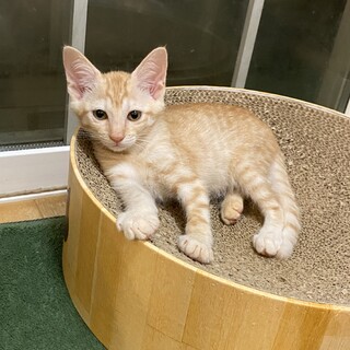 パステル系茶トラの男の子うみクン★生後２ヶ月4兄妹