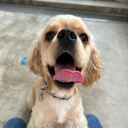 岐阜県関市の保護犬譲渡会