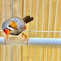 キンカチョウ(オス一歳)