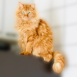 添い寝するもふもふモフ子さん！【大阪市】