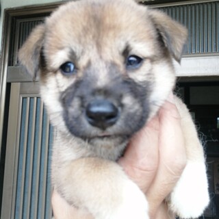 野良犬の子犬を保護してます。