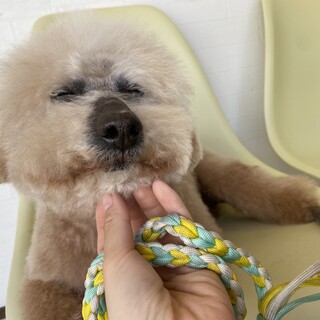 シニアのプーくん里親募集