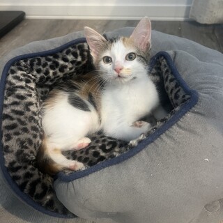 スリスリ猫のミキちゃん❤︎早期不妊手術済み2ヶ月