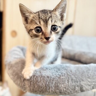 くりくりおめめのメリーちゃん