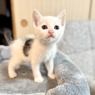 “ほぼ”白猫、愛嬌たっぷりお茶目なポコちゃん
