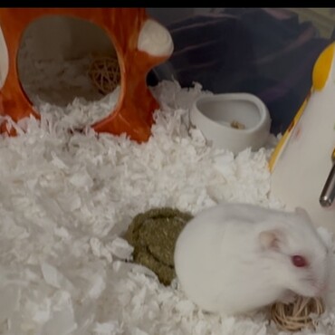 お気に入りの玩具♡ハウスの中をよーく見ると…？